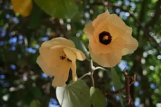 Flor de algodoeiro-da-praia em Taiti