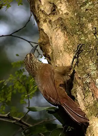 Xiphocolaptes albicollis