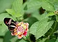 Uma borboleta H. besckei sobre flores de Lantana camara, no Jardim Botânico de São Paulo.