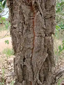 Connarus suberosus (ritidoma).