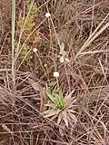 Paepalanthus globulifer, típica da Serra do Cipó, em Minas Gerais.
