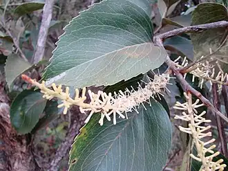 Roupala brasiliensis no Parque Nacional de Brasília, no Brasil