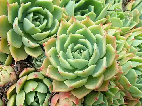 Echeveria crassulaceae