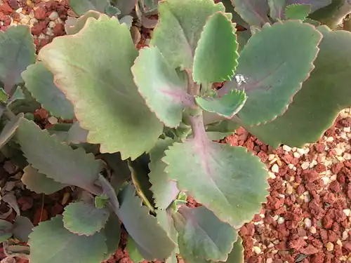 Kalanchoe longiflora