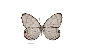 D. polita, vista inferior.