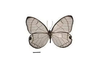 D. polita, vista superior.