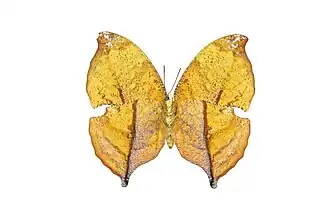 Vista inferior da fêmea de Z. isidora.