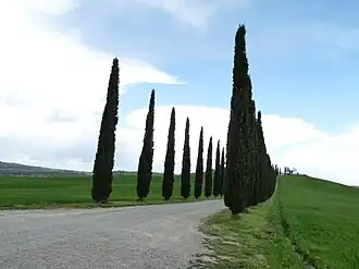 Cupressus sempervirens (Mediterranean Cypress), Tuscania, Itália