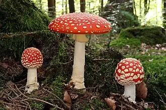 Amanita Amanita muscaria, um Agaricomycetes