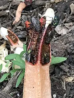 Moscas atraídas pelo cheiro forte