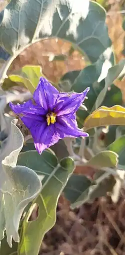 Dotada de cinco pétalas violeta intenso contraste com amarelo vivo no centro