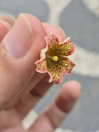 Flor de B. populneus, espécimen cultivado em Bagé, RS.