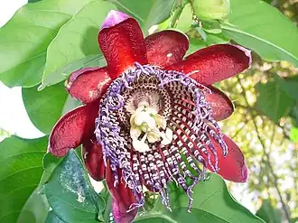 Passiflora alata