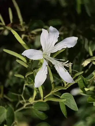 Flor da pata-de-vaca, ou mororó