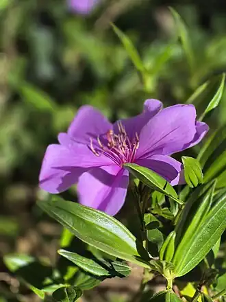 Flor e folhas do manacá-da-serra (do tupi manaká)