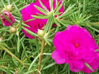 Portulaca grandiflora