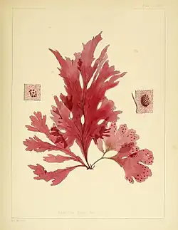 A alga vermelha Nitophyllum smithi