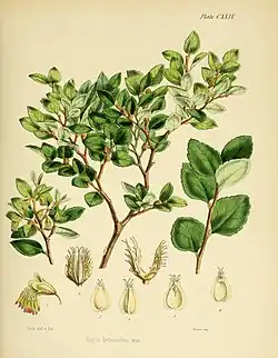 Fagus betuloides (Flora Antártica, Placa CXXIV)