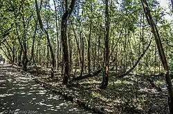 Um dos variados tipos de vegetação presente.