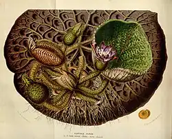 Ilustração botânica (in Flore des serres et des jardins de l'Europe).