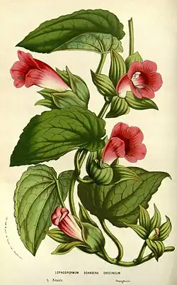 Lophospermum scandens (ilustração).
