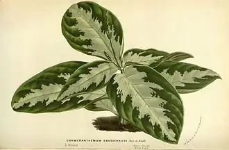 Chamaeranthemum beyrichii var. rotundifolium