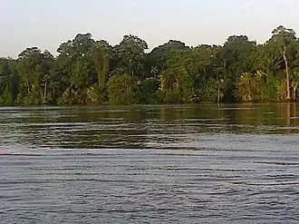 Floresta Amazônica na margem do rio Amazonas em Carapanantuba