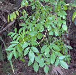 Carya floridana (hicória).