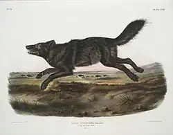 Uma ilustração de um "lobo vermelho negro da Flórida" por John James Audubon