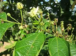 Flor de C. australis.