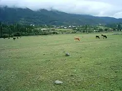 Vacas pastando na antiga pista de pouso nas redondezas de Sachkhere