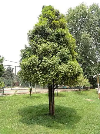 Fokienia hodginsii, no Jardim Botânico de Kunming, Yunnan, China.