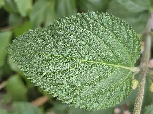 Folha de Lippa alba, semelhante ao cambará