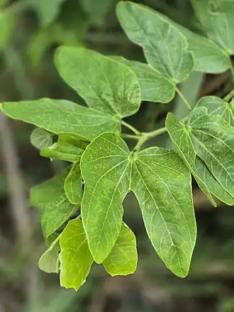 Folha, que dá o nome popular à espécie.