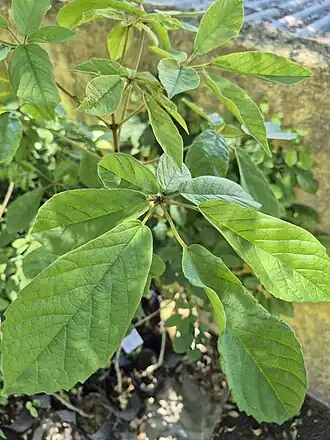 Mudas e folhas, com formato de mão