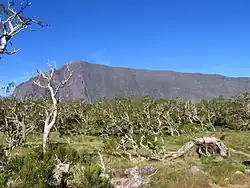 Floresta de Acacia heterophylla