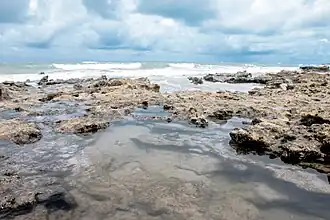 File:Formação de corais na Praia de Pontal do Maceió.jpg