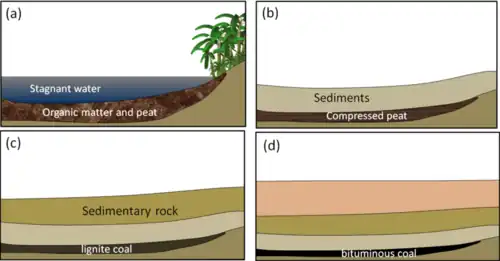 A imagem é um diagrama dividido em quatro partes que ilustra como o carvão se forma ao longo do tempo. Na primeira parte (a), há um corpo de água parada com matéria orgânica e turfa no fundo, e plantas crescendo na margem. Na segunda parte (b), essa turfa é coberta por sedimentos, que a comprimem. Na terceira parte (c), a turfa comprimida se transforma em carvão, que é coberto por rocha sedimentar. Na última parte (d), com mais tempo e pressão, o linhito se transforma em carvão betuminoso, que está sob várias camadas de rocha.