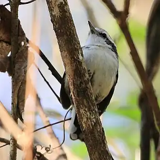 Formigueiro-de-barriga-preta fêmea em Dourado, Estado de São Paulo, Brasil