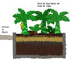 Representação de uma fossa de evapotranspiração para tratamento de esgoto doméstico, onde o esgoto é tratado pelo metabolismo das plantas e a água é liberada em forma de vapor, pela transpiração das plantas.