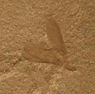 Dossil alado de M. bertrani encontrado em Cosmocaixa, Barcelona.