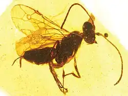 Hymenoptera como este Iberomaimetsha do início do Cretáceo, há cerca de 100 milhões de anos.