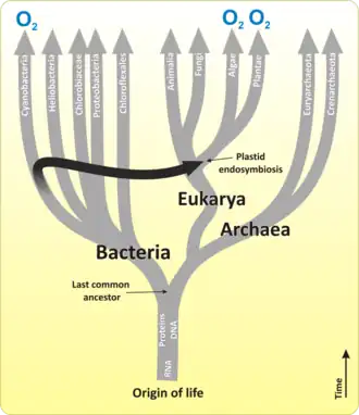 A origem e a árvore evolutiva da vida baseada em subunidades pequenas de RNA. Os ramos que realizam fotossíntese oxigênica estão rotulados com 'O2'. A seta preta indica o evento de endossimbiose do plastídio que resultou na origem da fotossíntese eucariótica a partir de organismos semelhantes a cianobactérias, que eventualmente se tornaram cloroplastos em algas e, posteriormente, em plantas. No entanto, enquanto os cloroplastos de plantas superiores, glaucófitas, algas verdes e vermelhas são considerados resultado da endossimbiose (primária) do plastídio, todos os outros grupos de algas são assumidos como tendo surgido devido à endossimbiose (secundária e terciária) de algas, em que uma alga eucariótica foi incorporada em outro eucarioto. Apenas alguns ramos de bactérias, eucariotos e arqueias são exibidos.