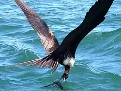 Fragata (Fregata magnificens