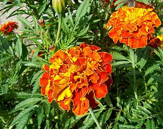 Tagetes patula (Marigold)