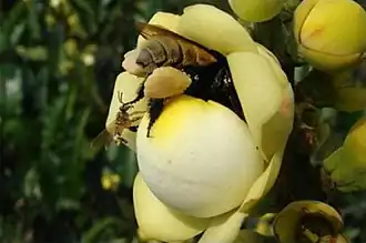 Indivíduo avistado visitando a flor da castanha-do-pará (Bertholletia excelsa) no município de Itacoatiara, no estado do Amazonas, no Brasil