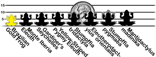 Comparação do tamanho relativo de algumas das menores rãs do mundo.