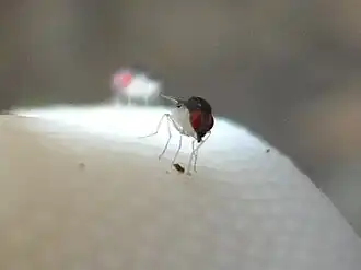 Zygothrica sobre um fungo