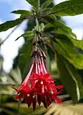 Fuchsia boliviana.