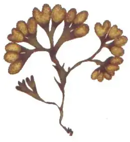 Fucus spiralis (Faroé).